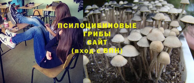 Псилоцибиновые грибы Psilocybine cubensis  Лукоянов 